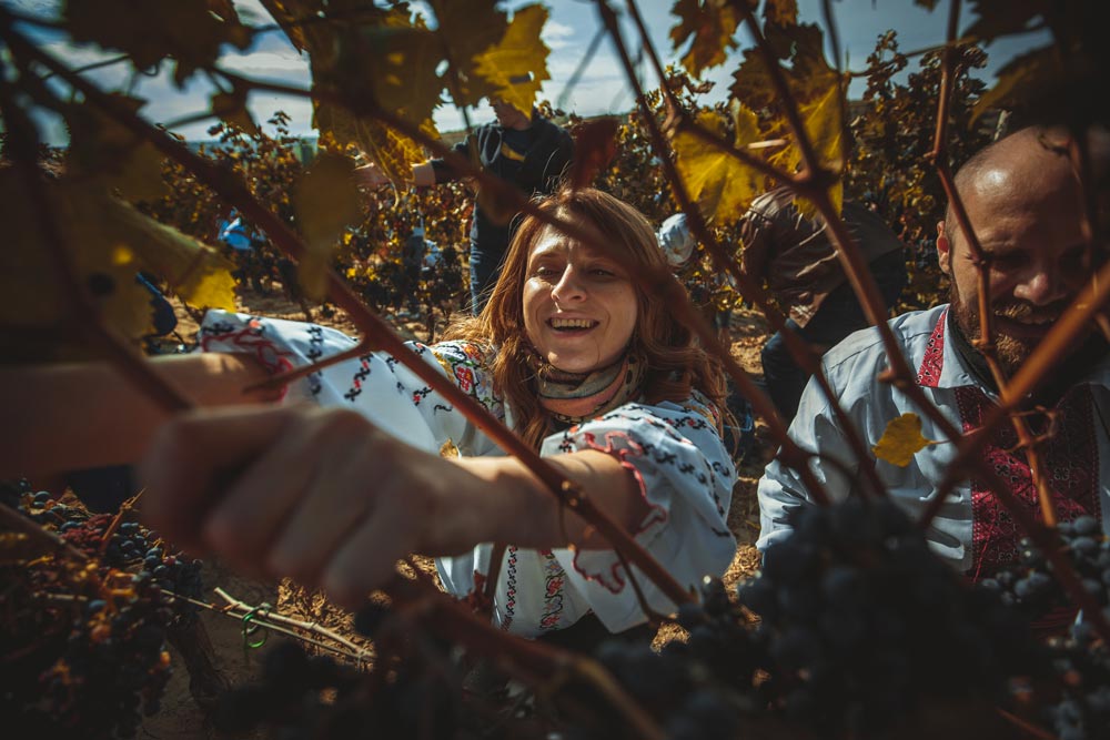 Grape_harvesting_moldova