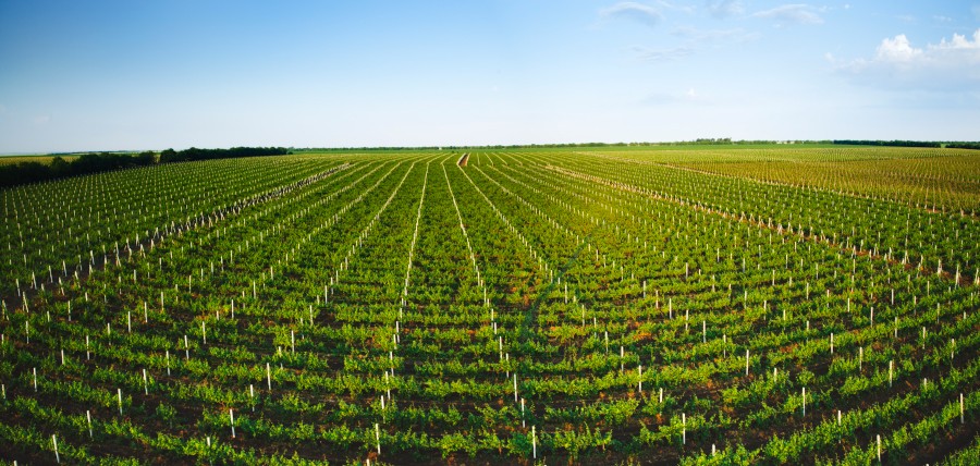 Salcuta_winery_vineyards_moldova